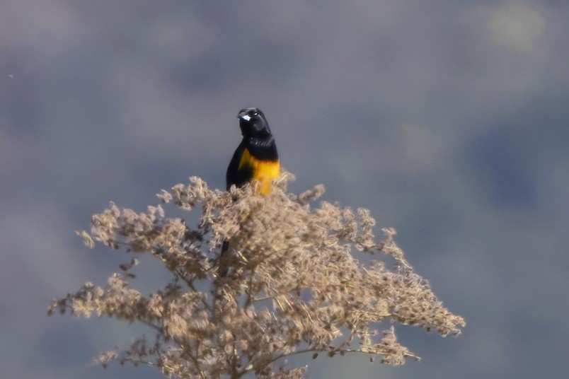 Black-vented Oriole - ML627715479