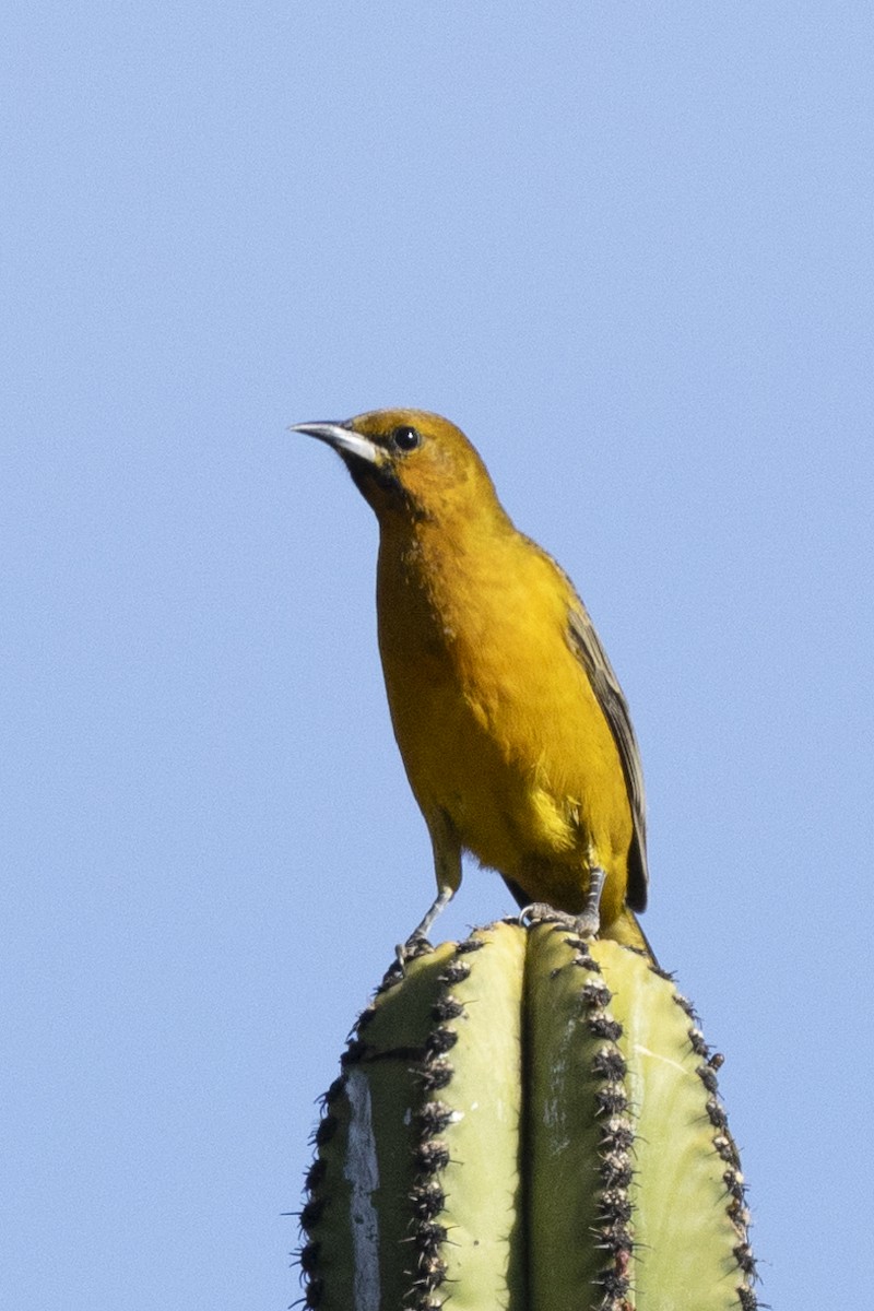 Black-vented Oriole - ML627715480