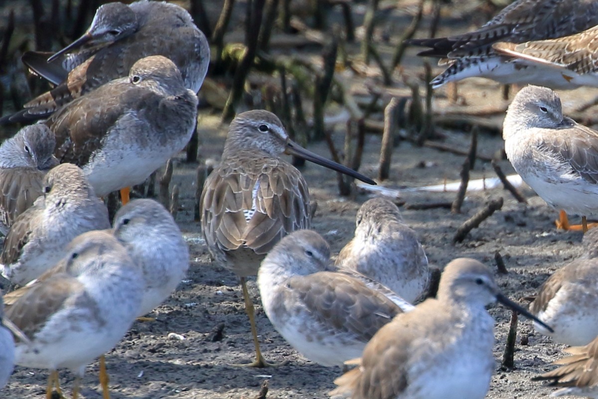 Short-billed Dowitcher - ML627715510