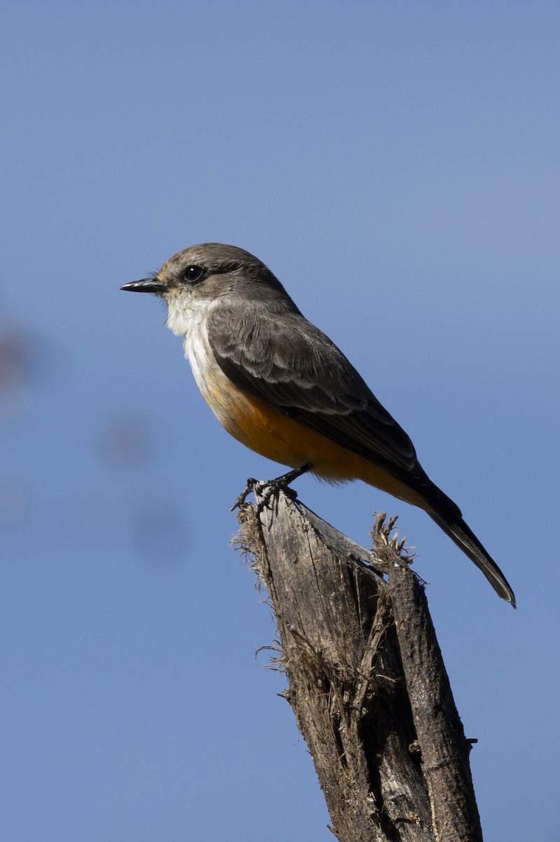 Vermilion Flycatcher - ML627715648