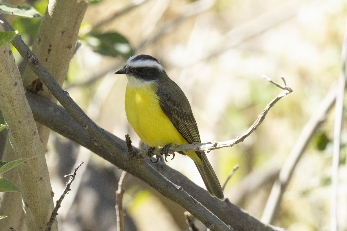 Social Flycatcher - ML627715653