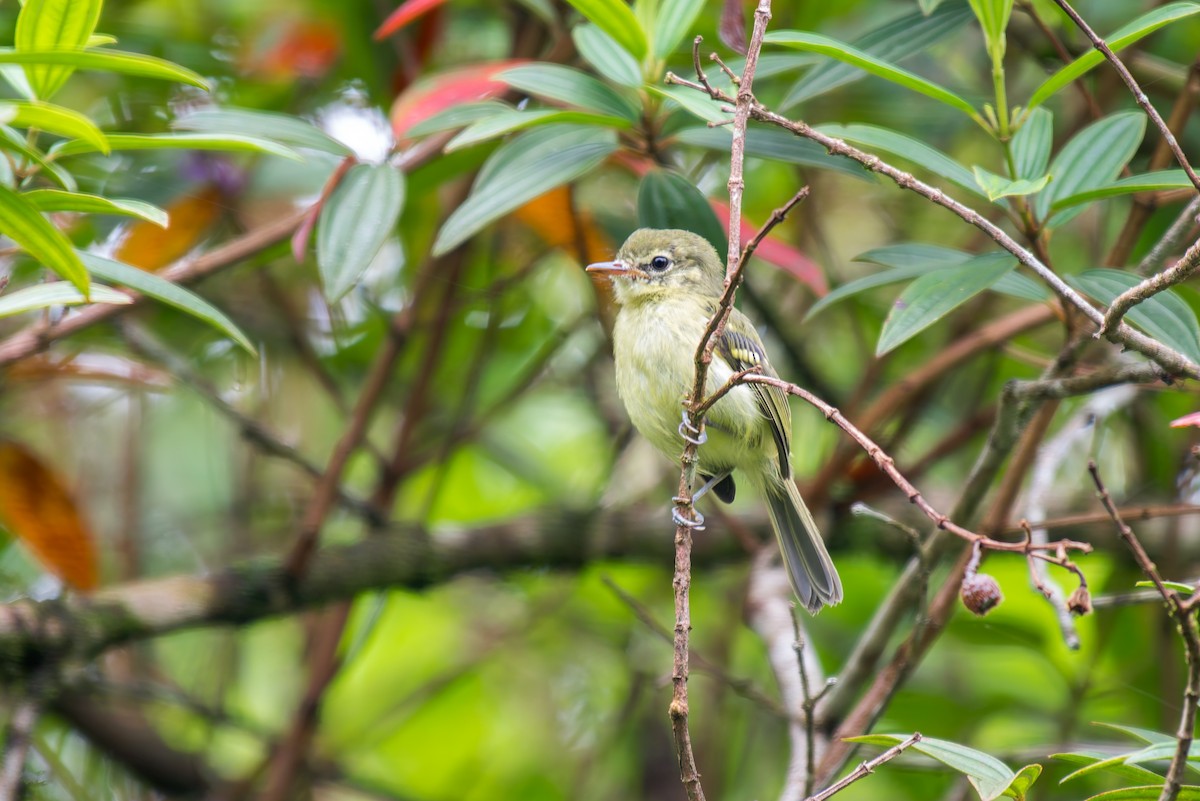 Restinga Tyrannulet - ML627715663