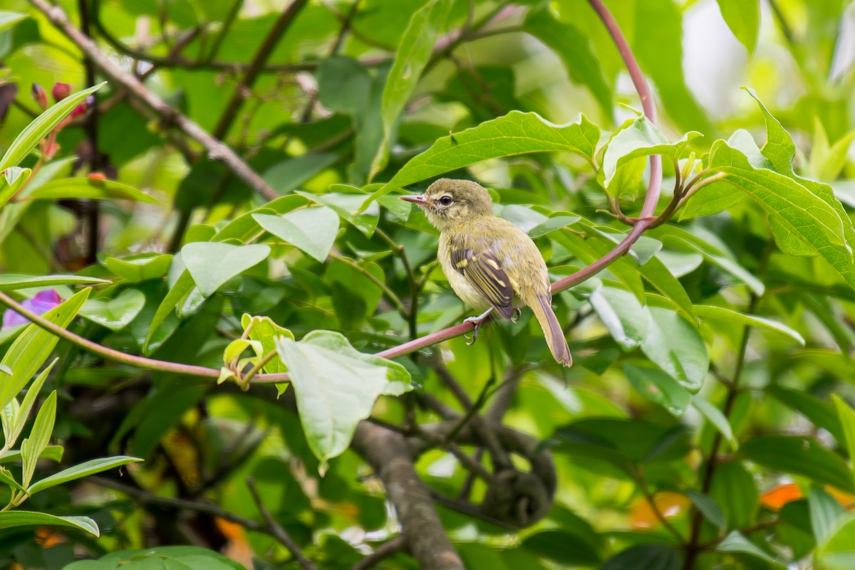 Restinga Tyrannulet - ML627715664