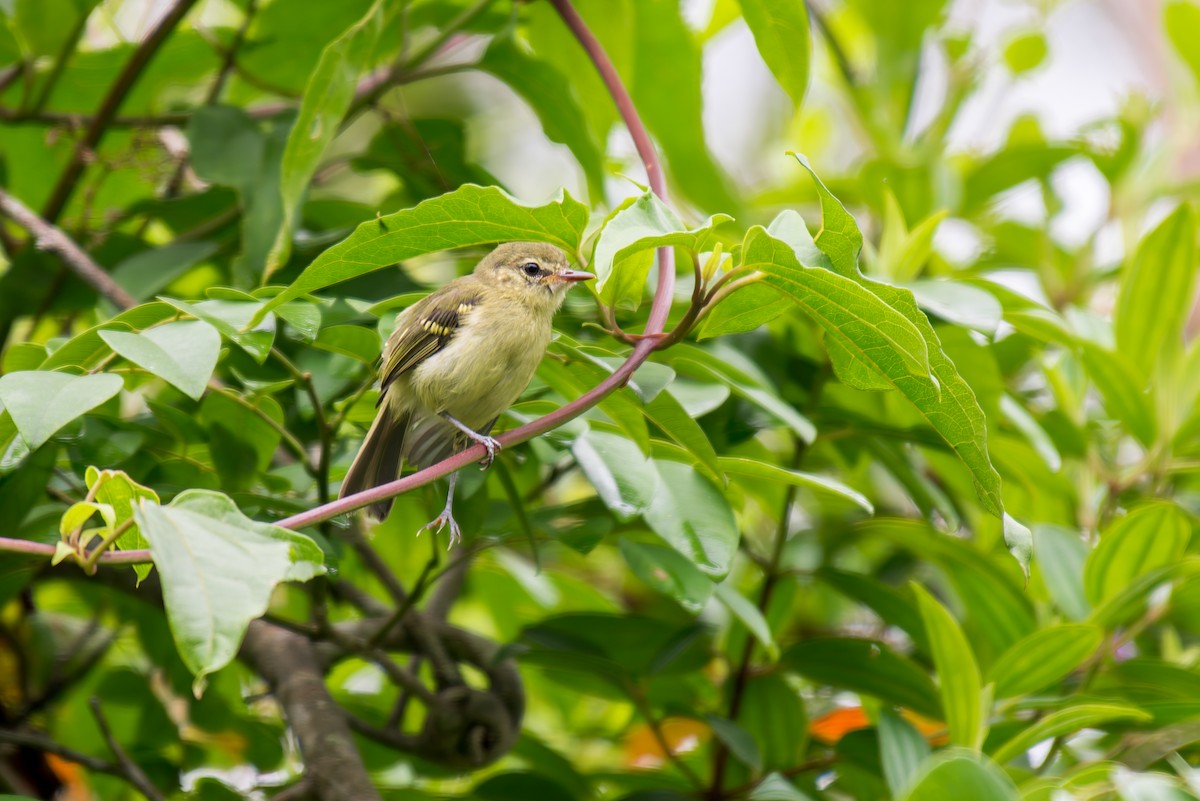 Restinga Tyrannulet - ML627715666