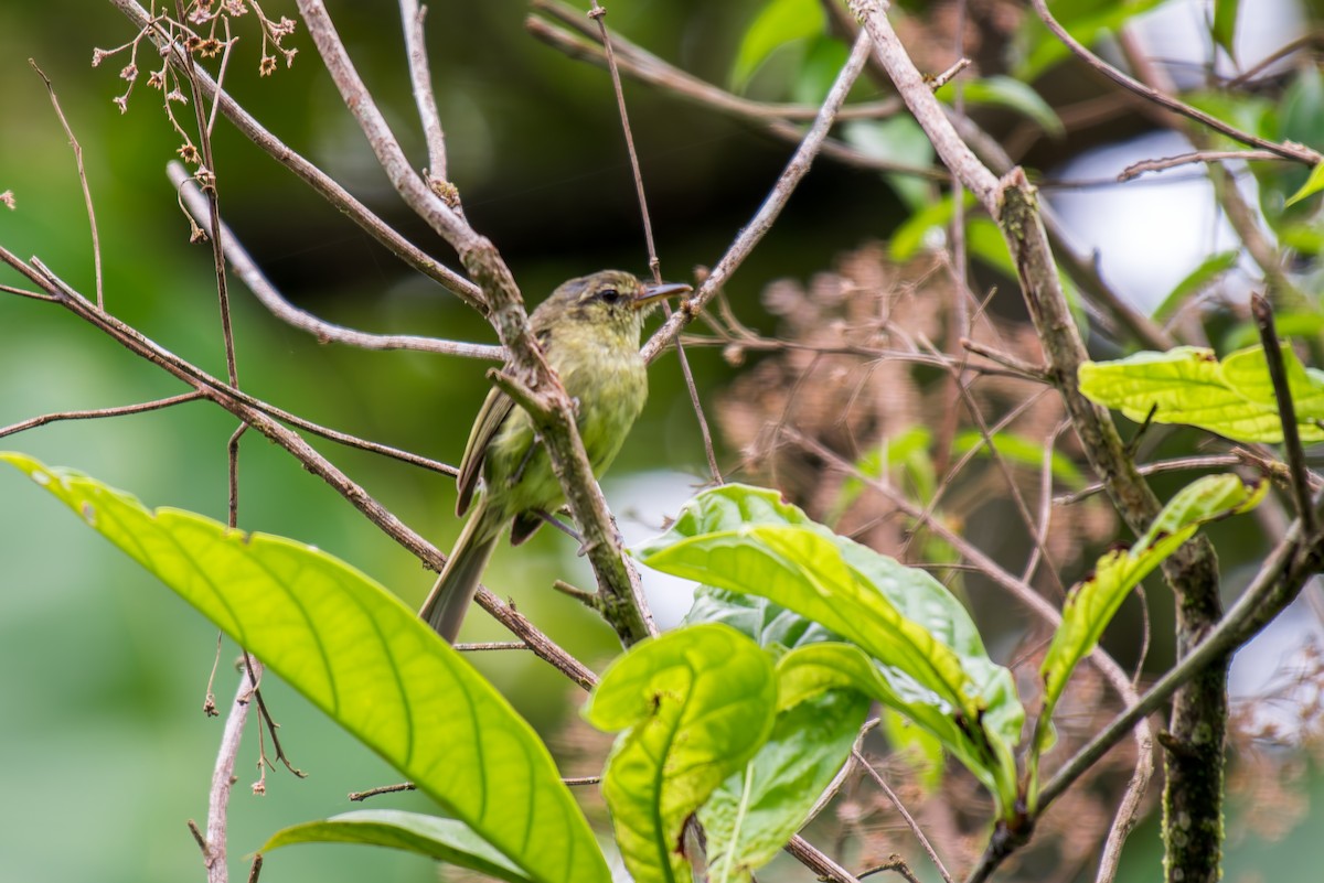 Restinga Tyrannulet - ML627715667