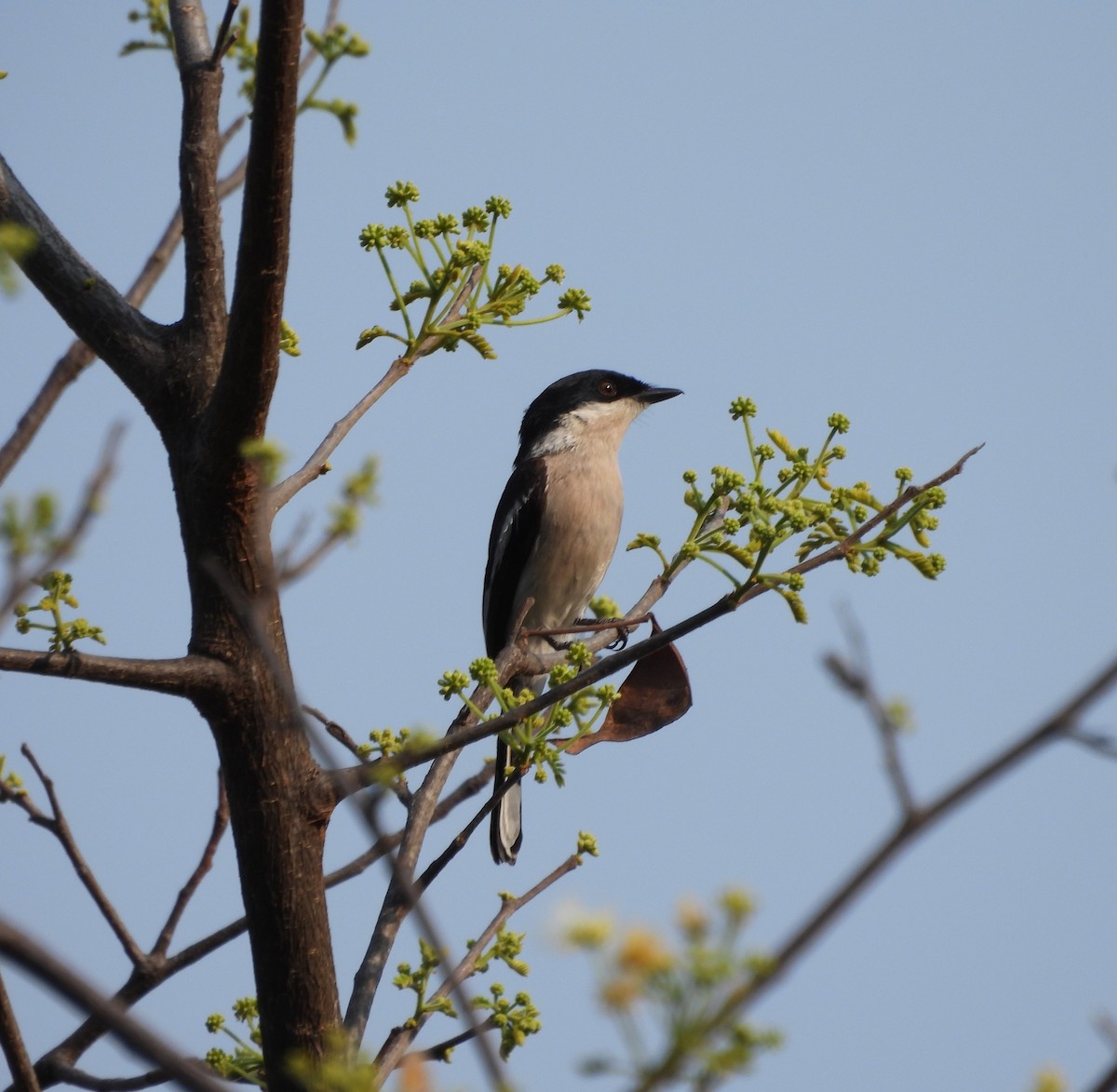 Bar-winged Flycatcher-shrike - ML627715742