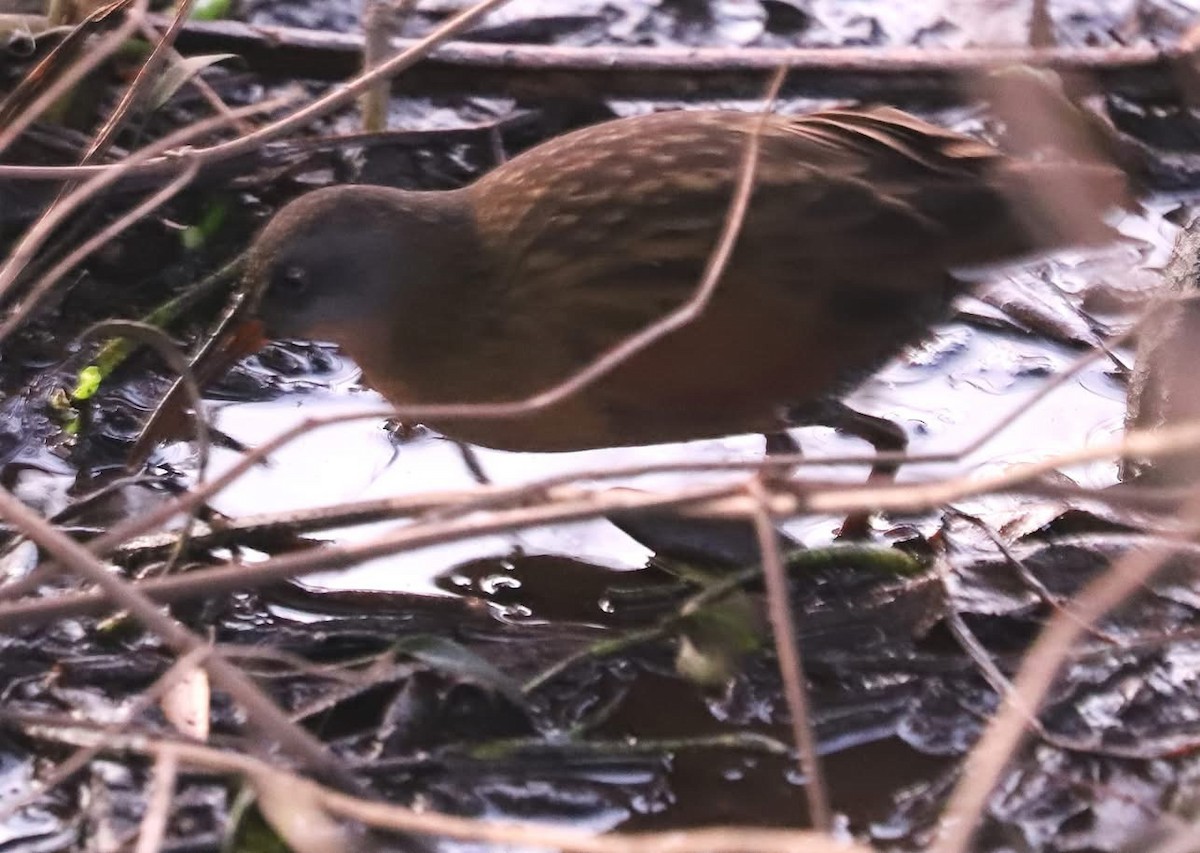 Virginia Rail - ML627715764