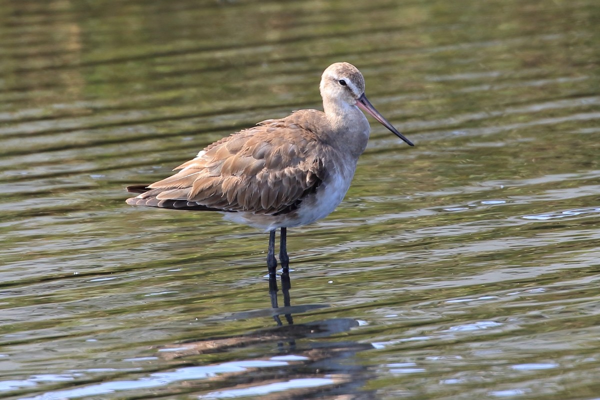 Hudsonian Godwit - ML627715801