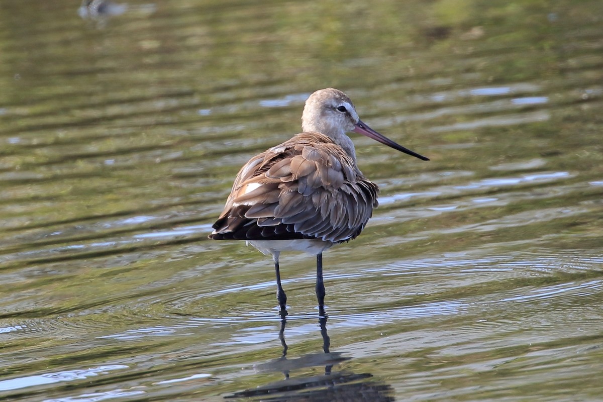 Hudsonian Godwit - ML627715802