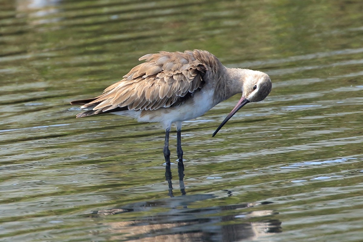 Hudsonian Godwit - ML627715808