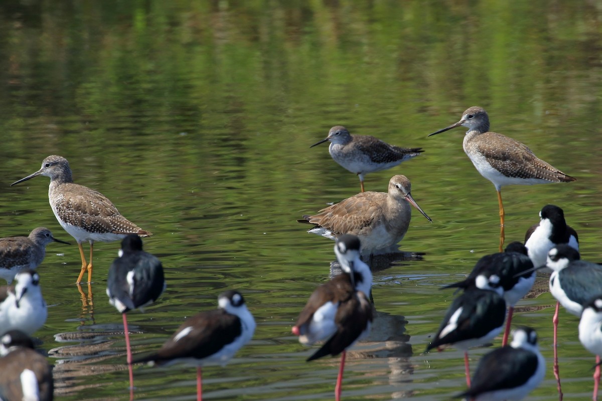 Hudsonian Godwit - ML627715815