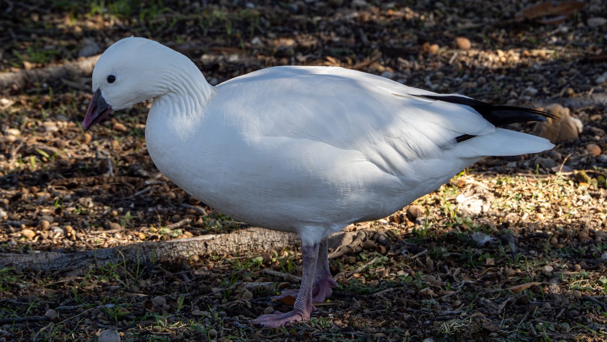 ML627715858 - Ross's Goose - Macaulay Library