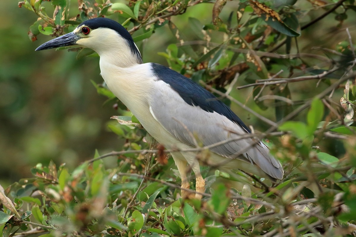 Black-crowned Night Heron - ML627715865