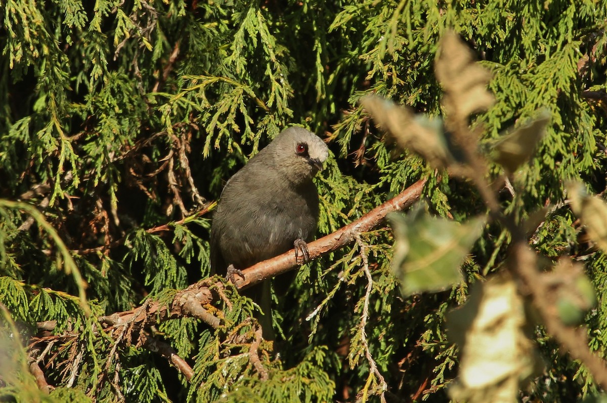 Abyssinian Catbird - ML627715934