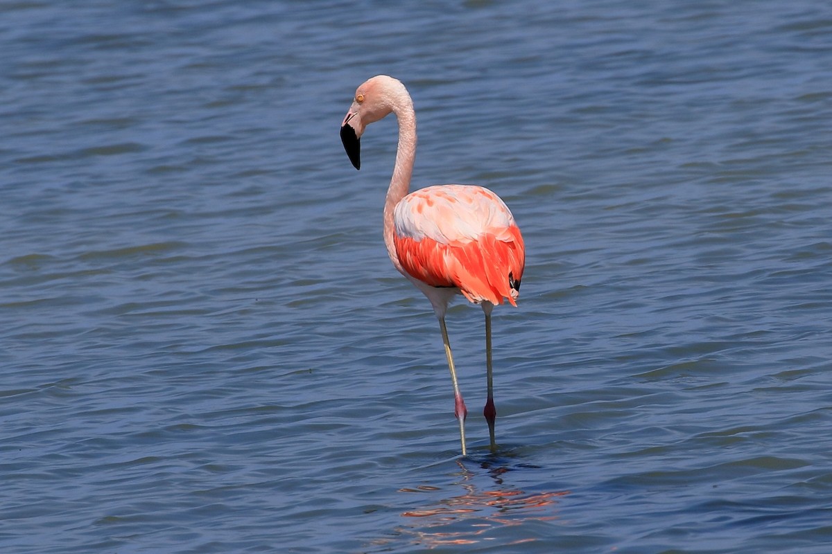 Chilean Flamingo - ML627715955