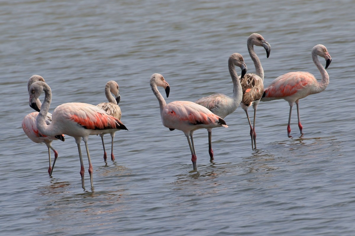 Chilean Flamingo - ML627715958