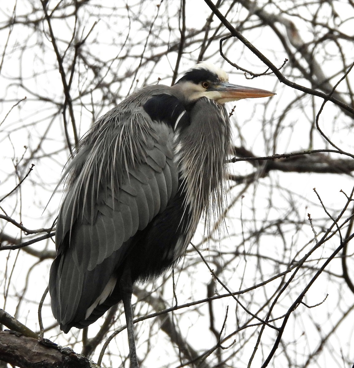 Great Blue Heron - ML627715995