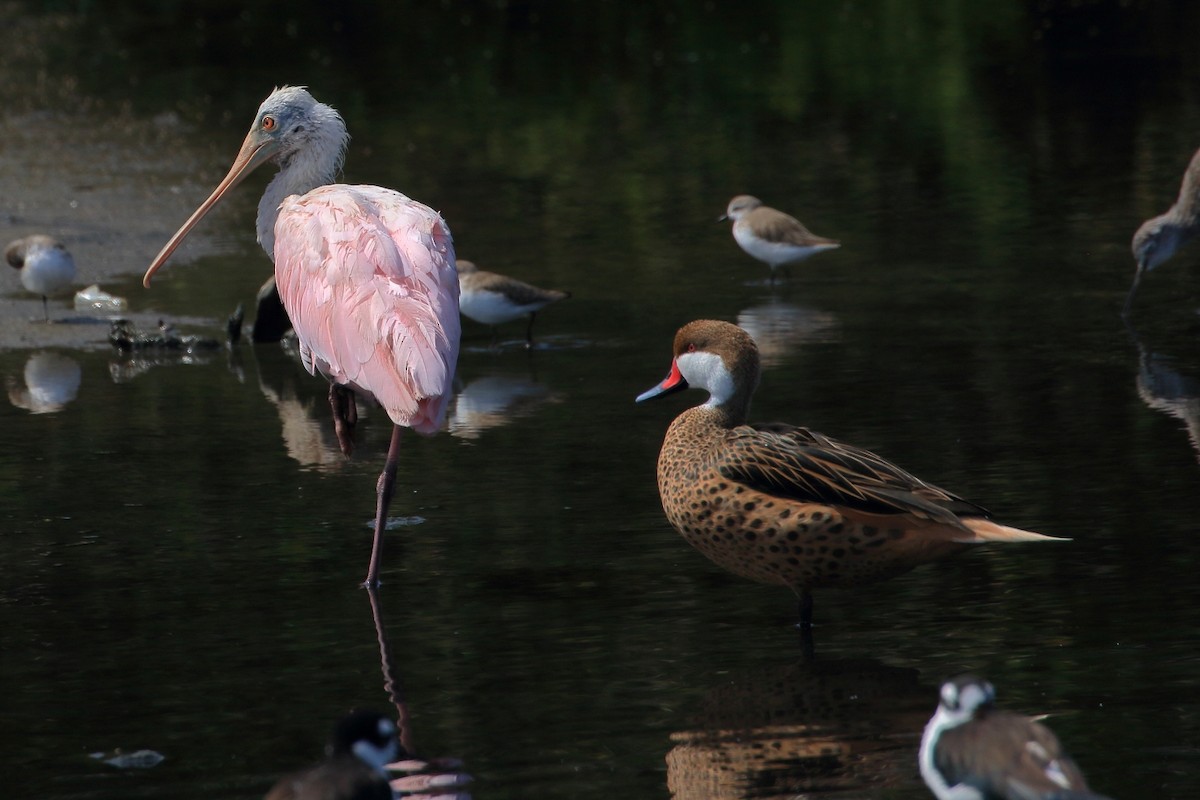 Roseate Spoonbill - ML627716011