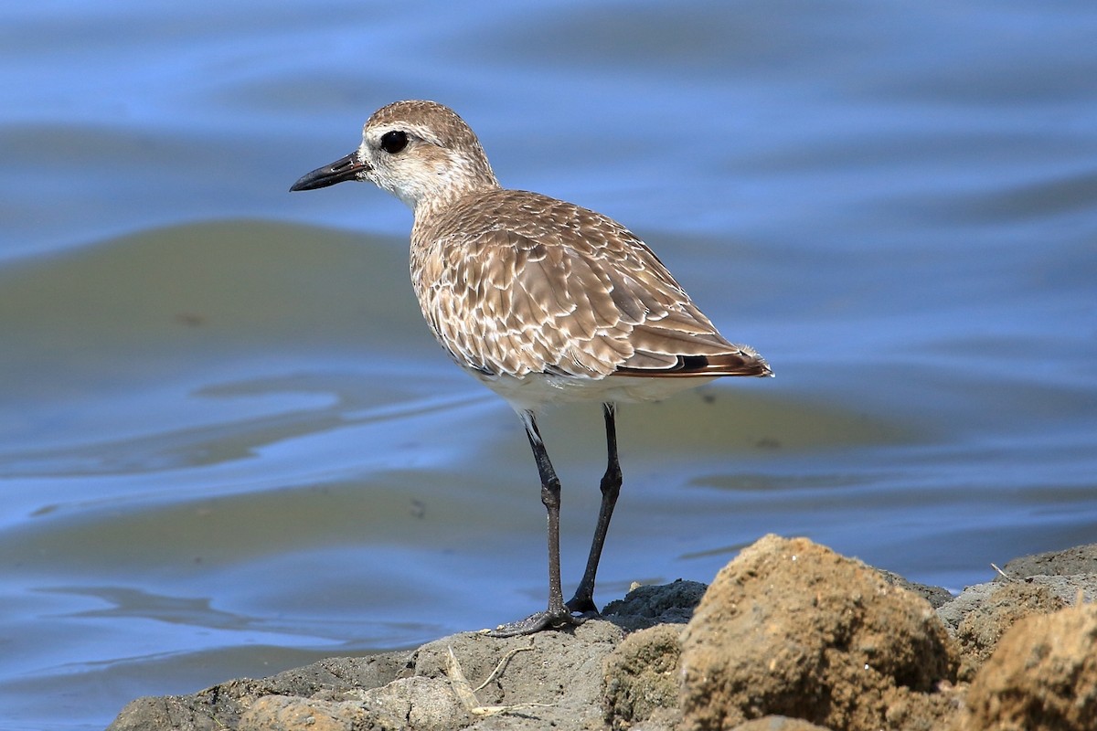 Black-bellied Plover - ML627716090