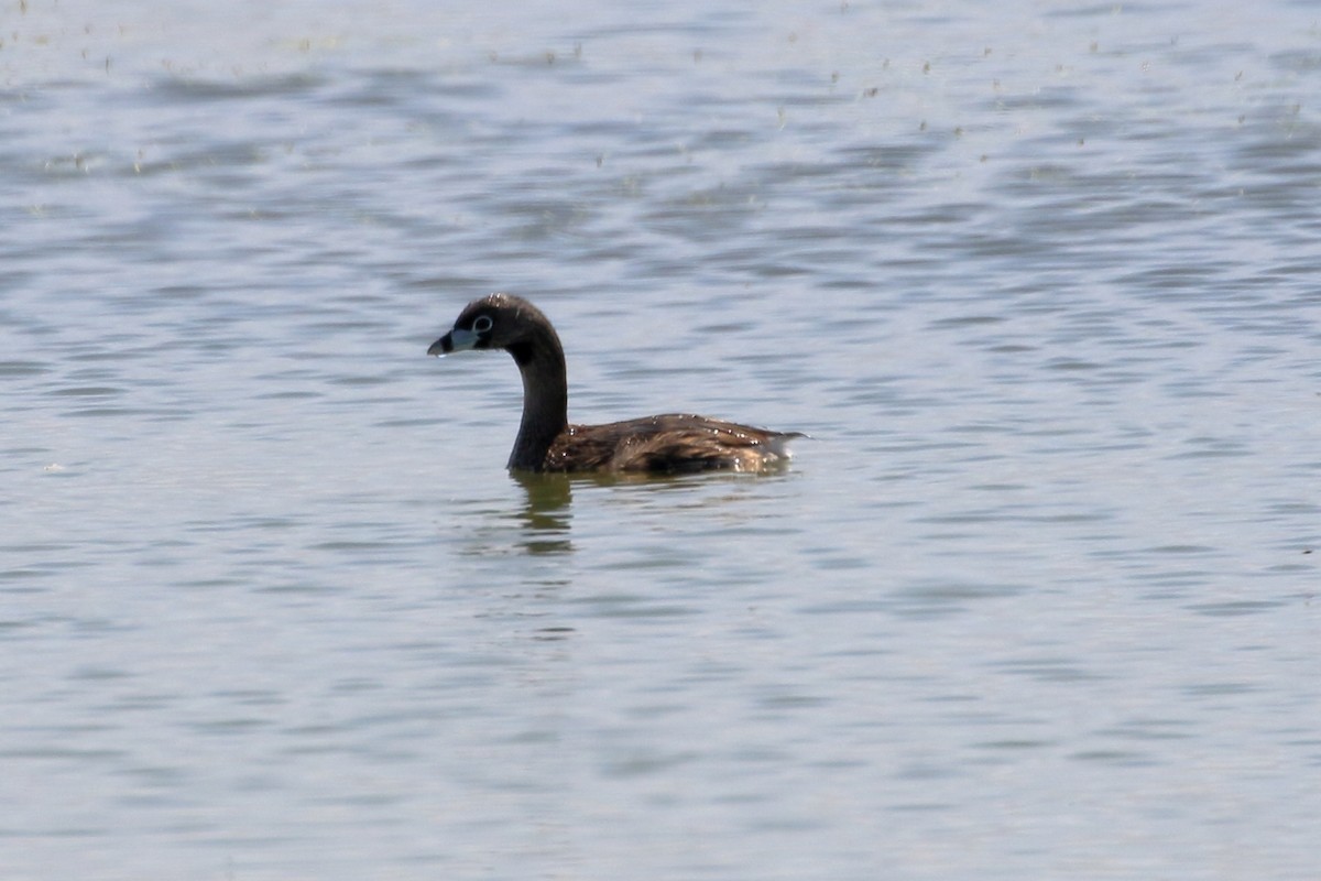 Pied-billed Grebe - ML627716146