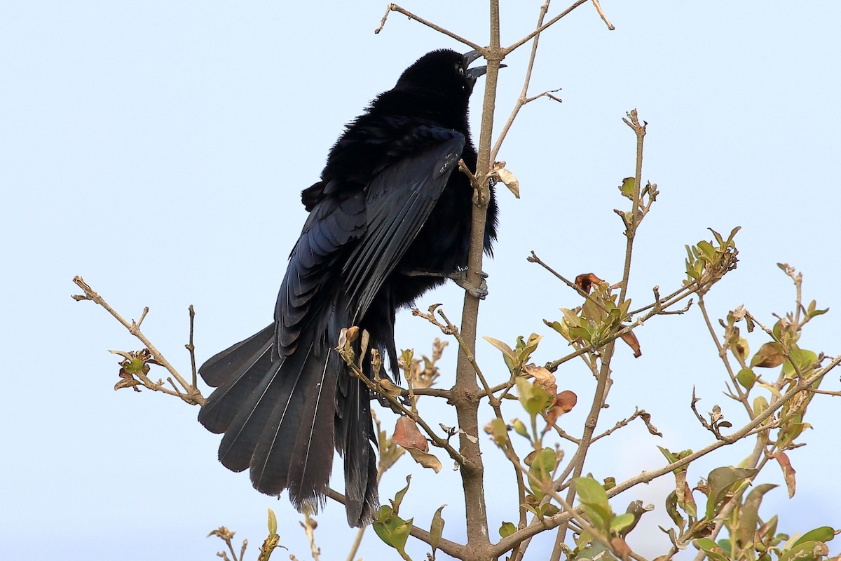 Great-tailed Grackle - ML627716179