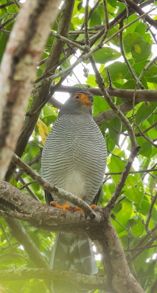 Barred Forest-Falcon - ML627716208