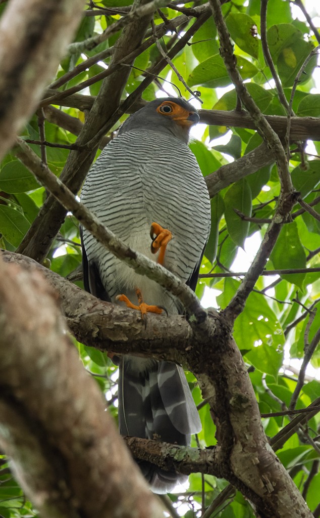 Barred Forest-Falcon - ML627716209