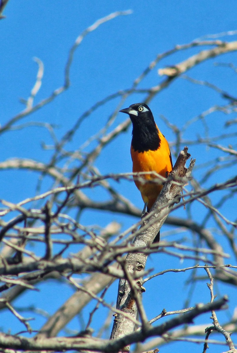 Venezuelan Troupial - ML627716293