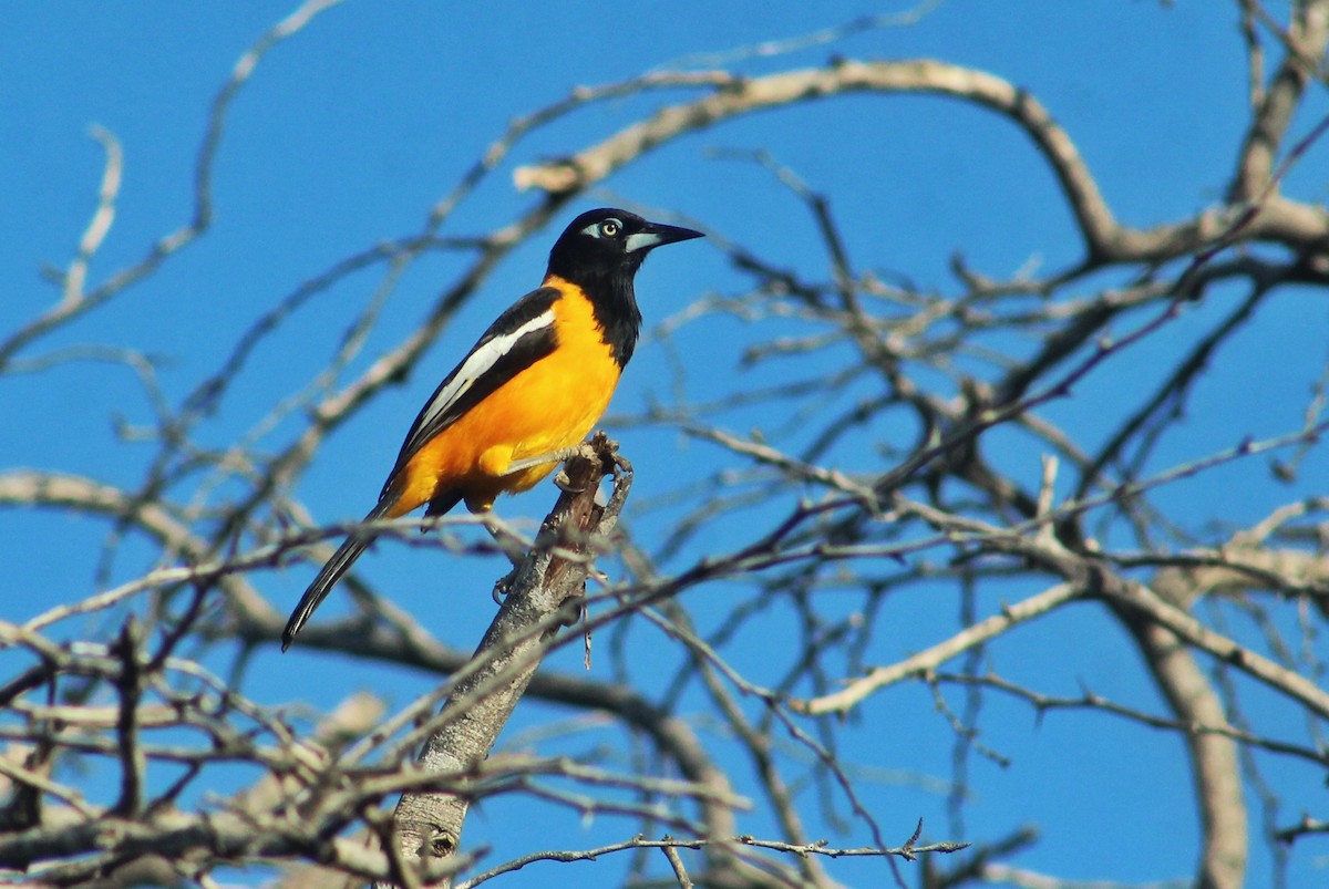 Venezuelan Troupial - ML627716294