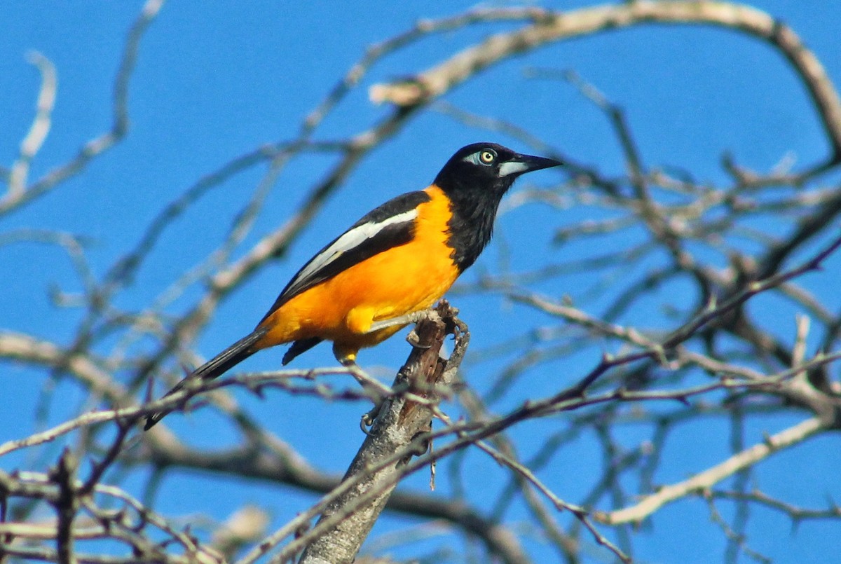 Venezuelan Troupial - ML627716295