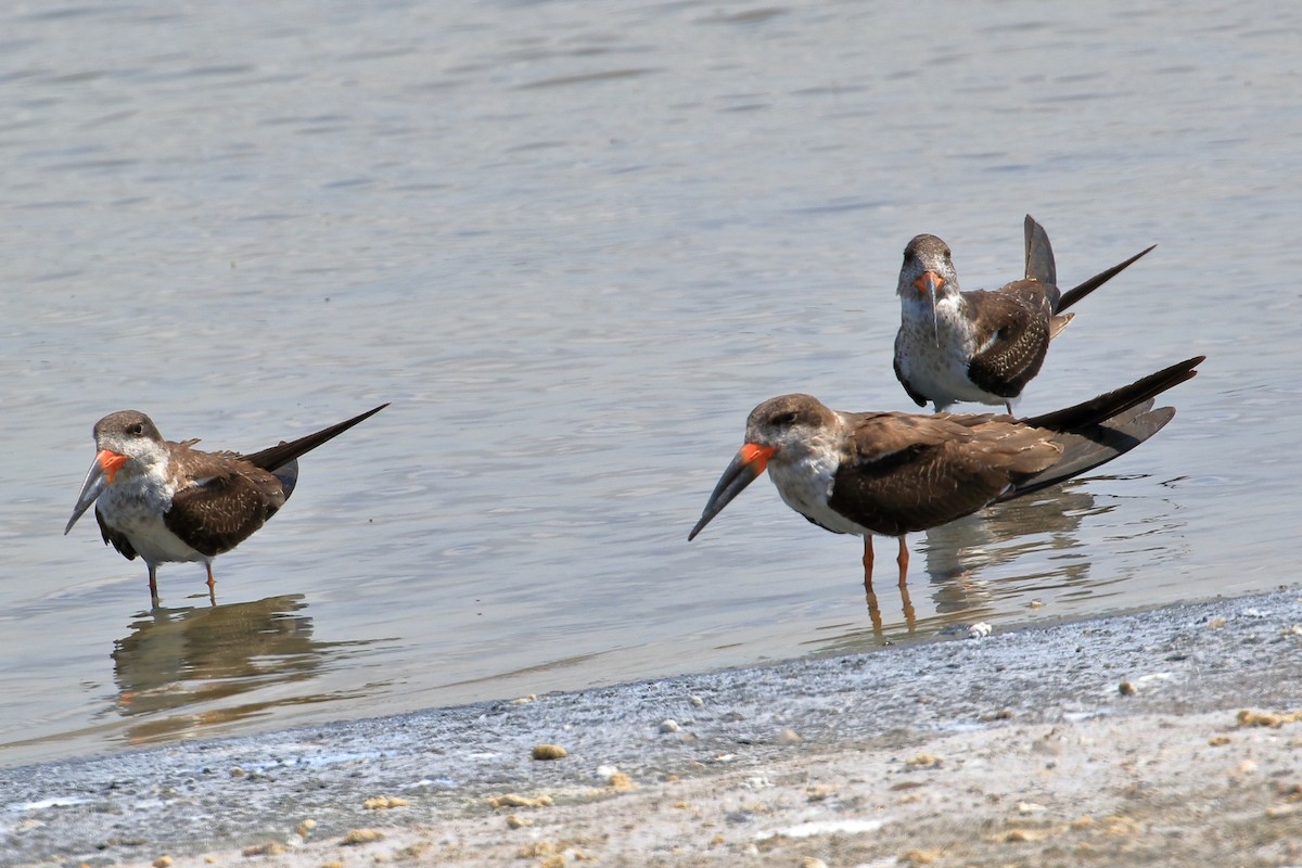 Black Skimmer - ML627716296