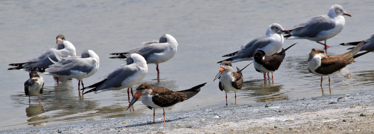 Black Skimmer - ML627716299