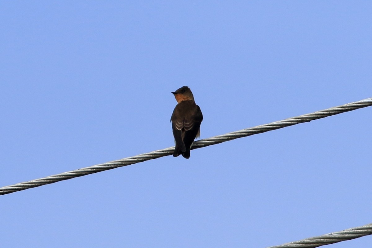 Southern Rough-winged Swallow - ML627716324