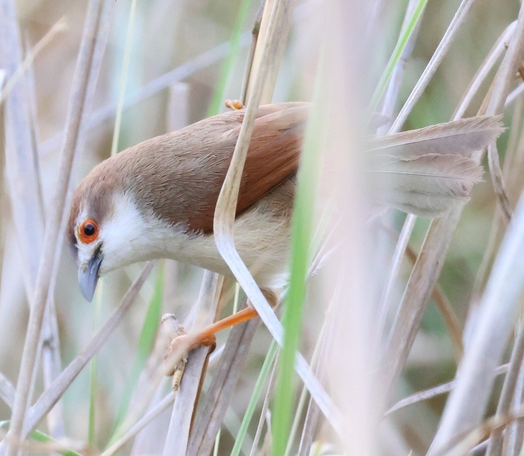 Yellow-eyed Babbler - ML627716331