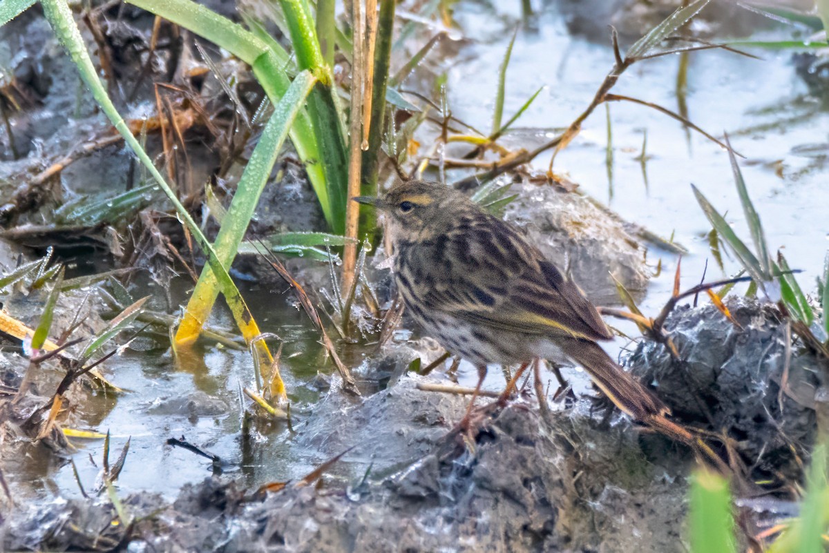 Rosy Pipit - ML627716355