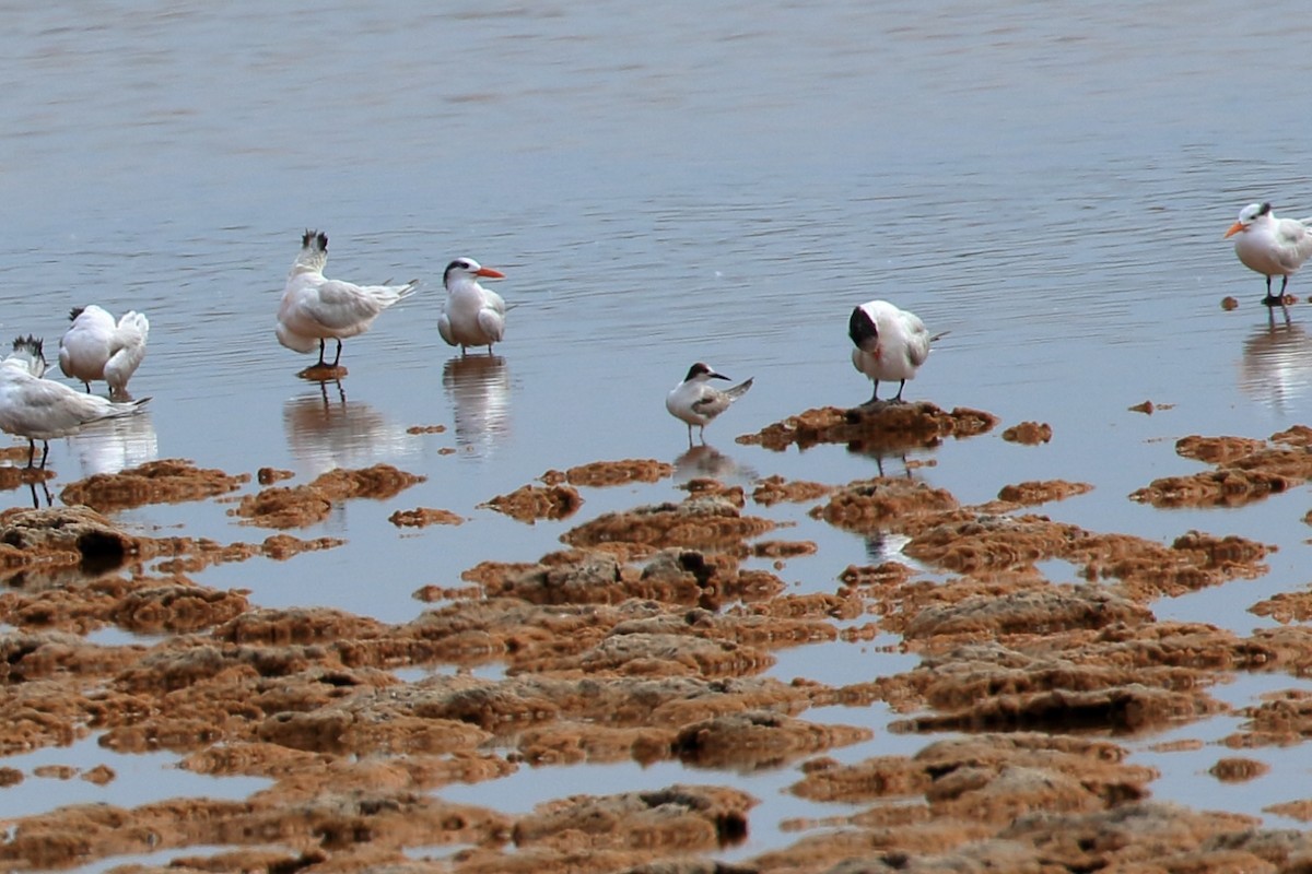 Common Tern - ML627716397