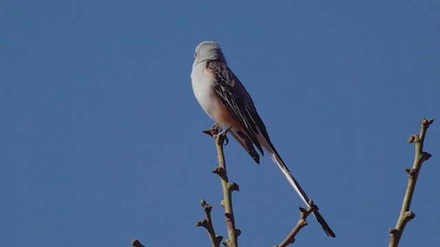 Scissor-tailed Flycatcher - ML627716476
