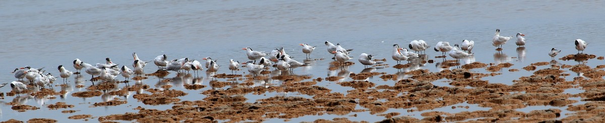 Royal Tern - ML627716538