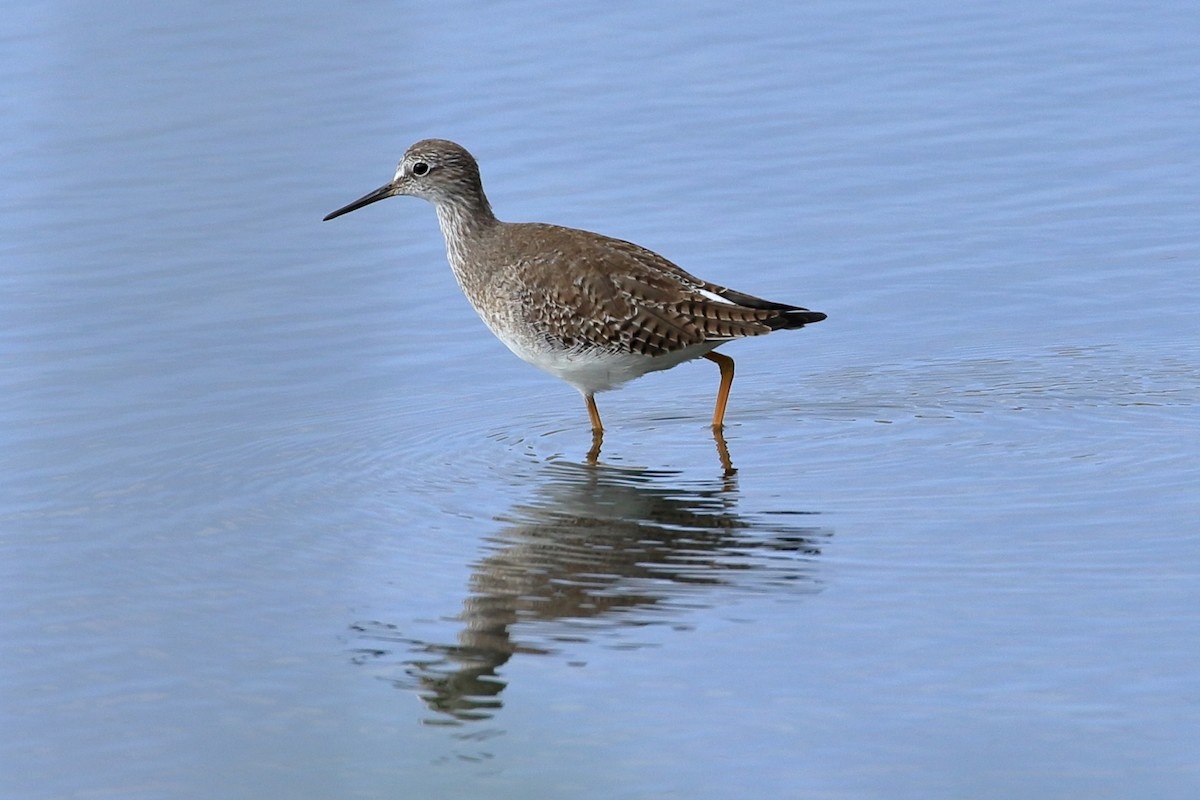 Lesser Yellowlegs - ML627716608