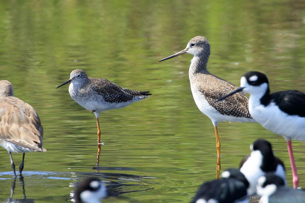 Lesser Yellowlegs - ML627716612