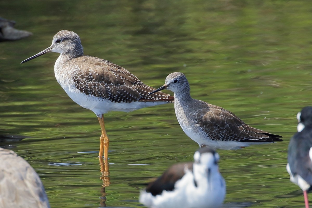 Greater Yellowlegs - ML627716635