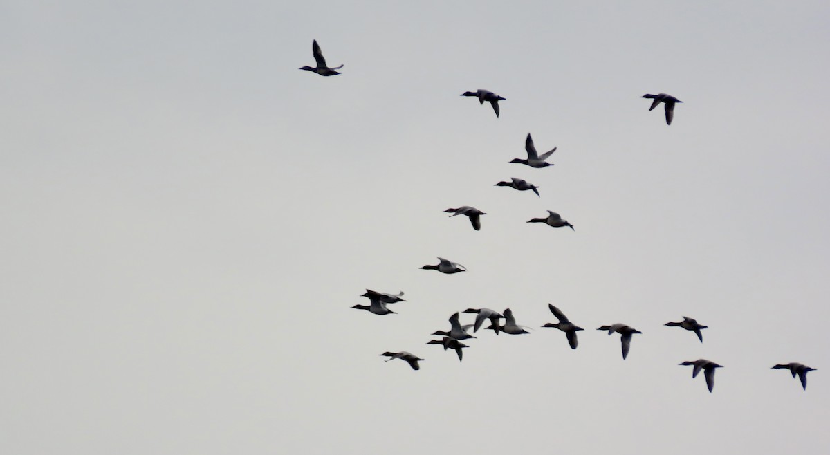 Canvasback - ML627716641
