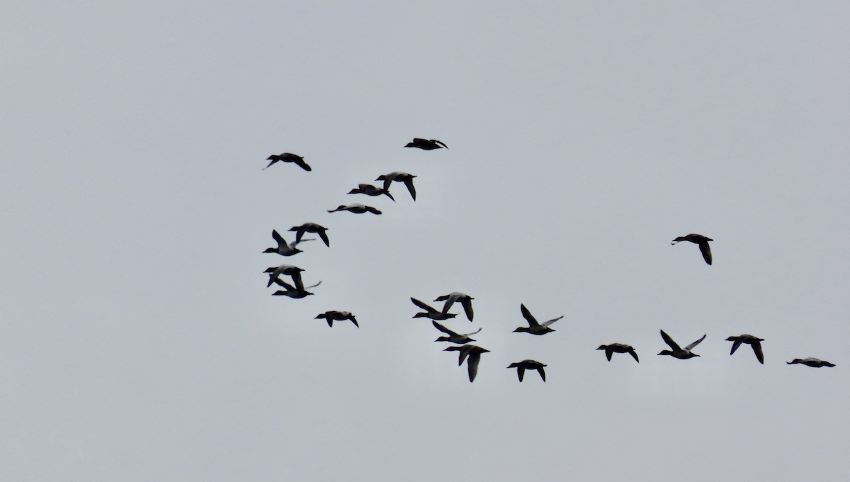 Canvasback - ML627716645