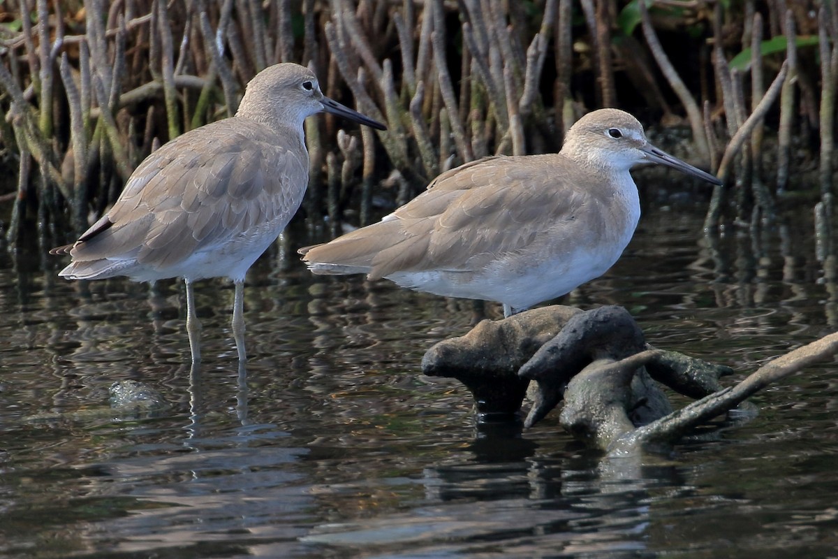 Willet - ML627716646