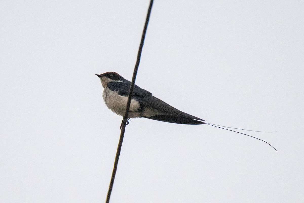 Wire-tailed Swallow - ML627716682