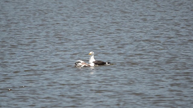 Gaviota Cocinera - ML627716740