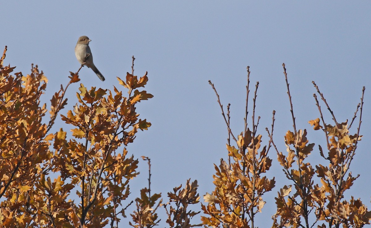 Northern Shrike - ML627716859