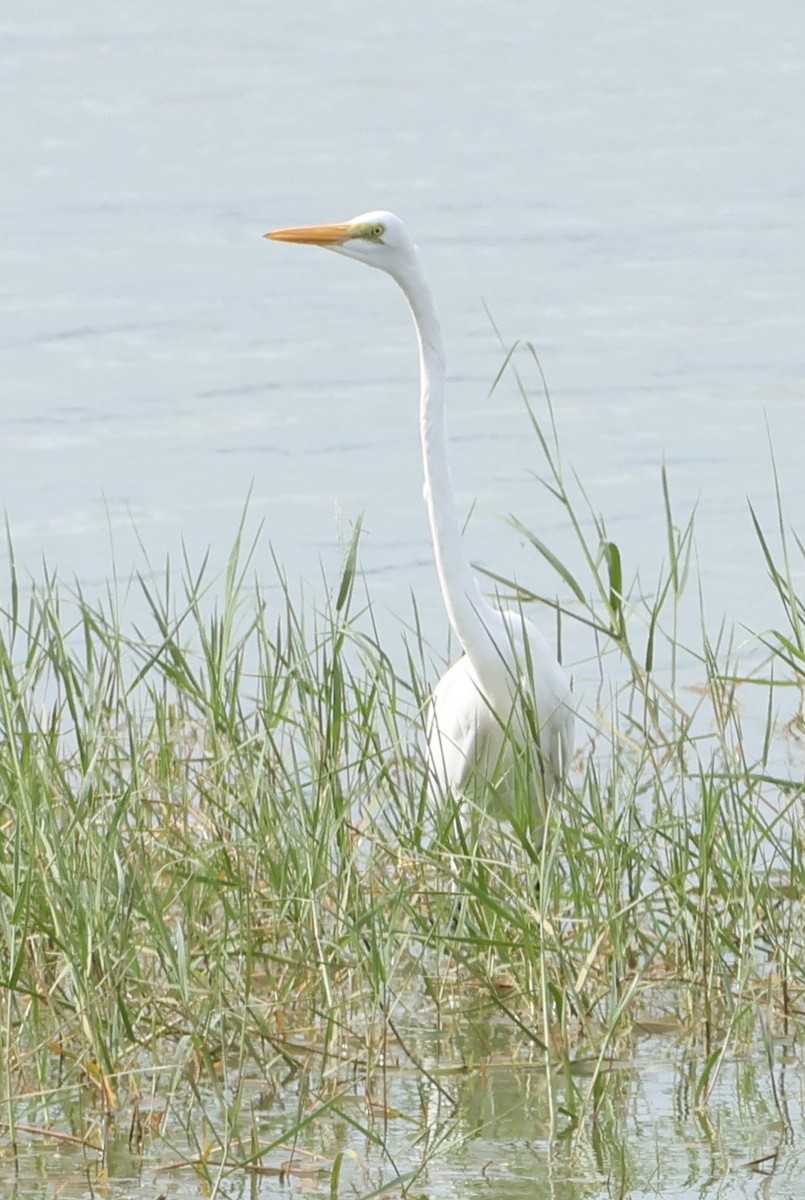 Koartza zuria - ML627717091