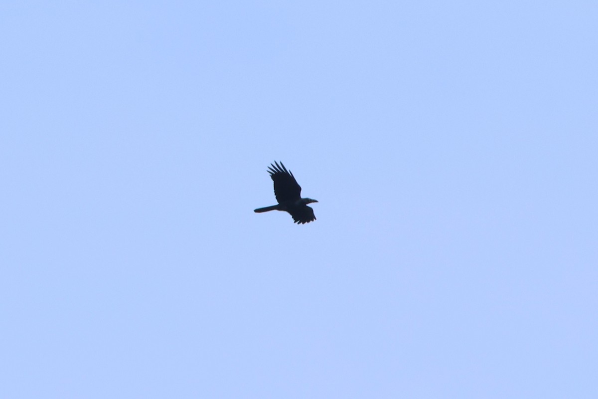 Large-billed Crow - ML627717160