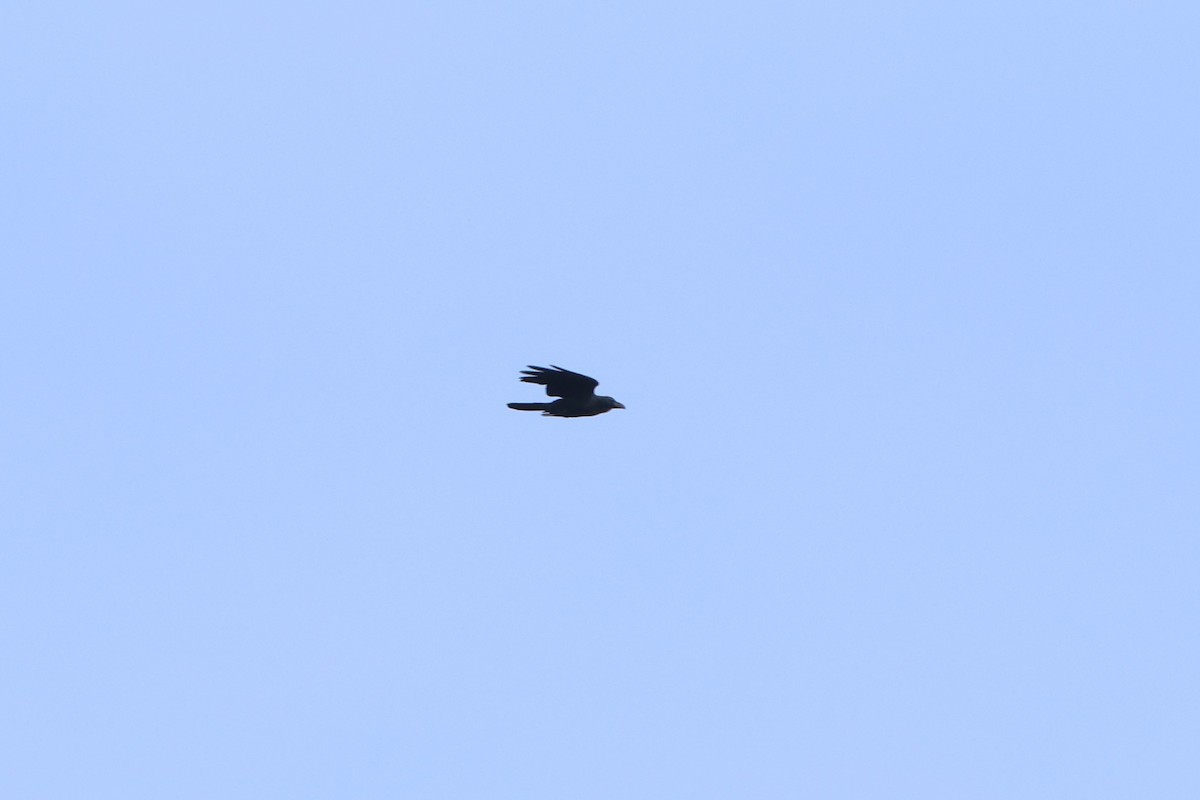 Large-billed Crow - ML627717161